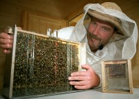 Imker mit großen Verlusten: Milbe vernichtet Bienenvölker