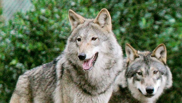 Sechs Schafe im Kreis Gifhorn gerissen: Wolf in Verdacht