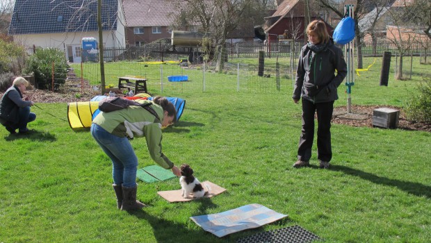 Hundesportverein Die Peiner Eulen vermittelt den richtigen Umgang mit Welpen