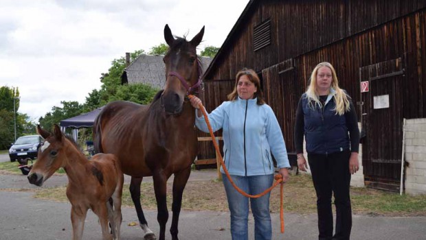 Der Verein Tierschutz-miteinander aus Gifhorn vergibt Patenschaften für Pferde und Ponys
