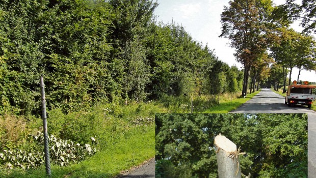 Kreis Peine schockiert über Baumfrevel