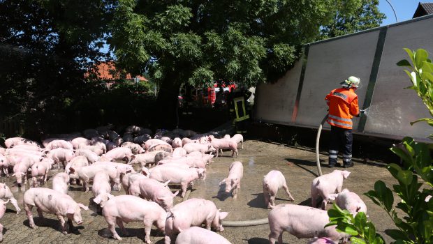 Schweinetransporter in Westerbeck umgekippt: Rund 200 von 620 Tieren verenden