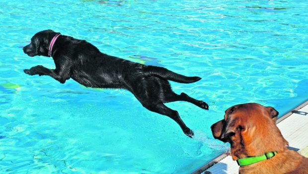 Badespaß für Hunde im Landkreis Peine