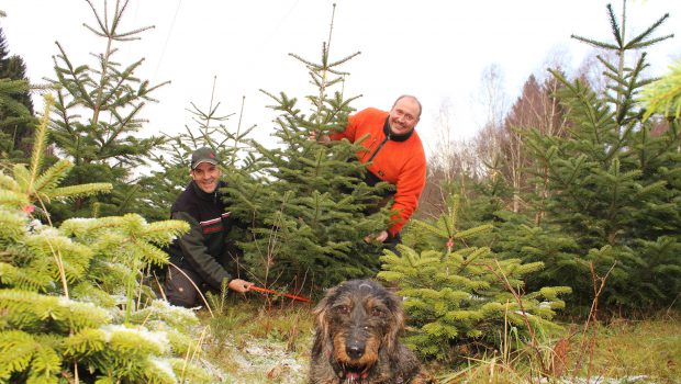 Revierförsterei in Salzgitter-Salder lässt wieder Weihnachtsbäume schlagen