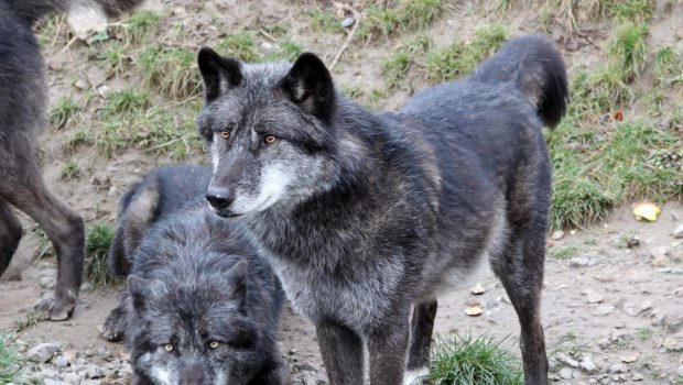 Rückkehr der Wölfe: Auch Förster in der Region Gifhorn wappnen sich