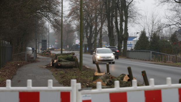 Braunschweiger Straße in Gifhorn: Dreispuriger Ausbau beginnt mit Baumfällungen