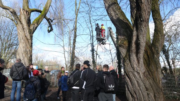 Polizei muss kommen: Bäume fallen unter Protesten der Gifhorner Stein-Schüler
