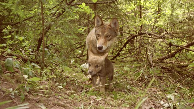 Sichtungen häufen sich: Hobbyfotografin bekommt bei Grußendorf einen Wolf vor die Linse