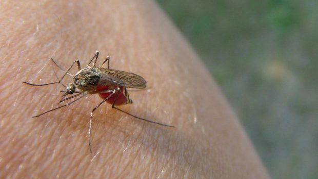 Landkreis Gifhorn: Zahl der Mücken hält sich noch in Grenzen