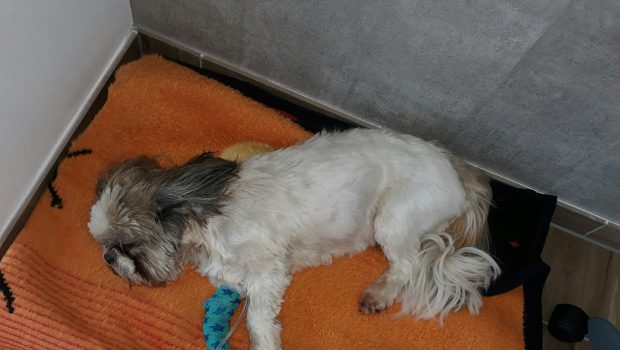 Hund stirbt durch Giftköder: Kästorferin will andere Hundebesitzer warnen