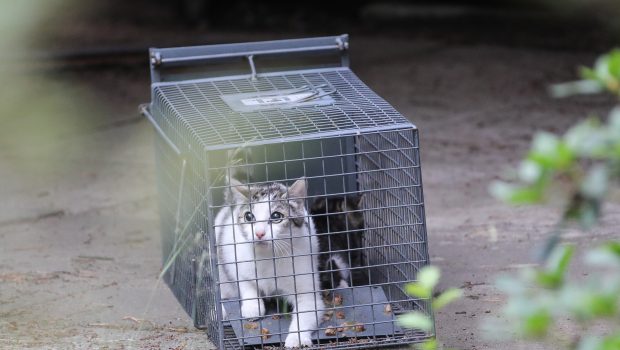 Streunende Katzen: Kastrationsaktion läuft auch im Landkreis Gifhorn