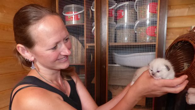 Katzen über Katzen: Ribbesbütteler Tierheim ist rappelvoll