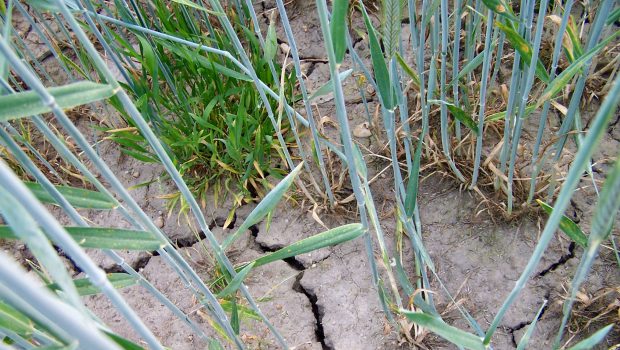 Trockenheit vernichtet auch im Landkreis Gifhorn die Ernte