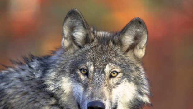 Ein Wildtier kehrt zurück: Wolf-Ausstellung in Salzgitter