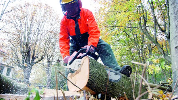 400 kaputte Bäume nach Stürmen: Wolfsburg setzt jetzt auf „Klima-Bäume“