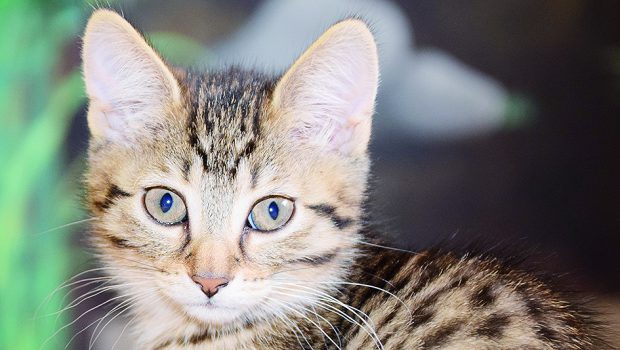 Gifhorn: Katzenbabys suchen neues Zuhause