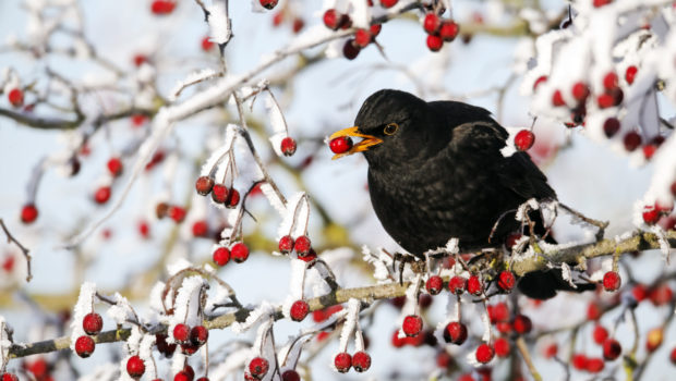 Vogelzahlen in Salzgitter: Milder Winter hat Einfluss