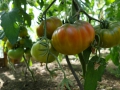 Tomaten1.JPG