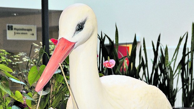 Klinikum Salzgitter: Geben Sie dem Storch einen Namen