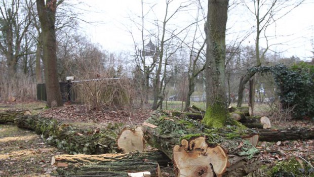 Ärger in Gifhorn: Statt einem Baum sieben gefällt