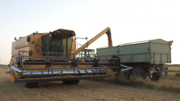 Erntestress in Salzgitter Landwirte klagen über einen zu trockenen Sommer