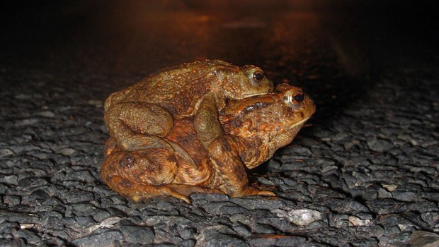 Amphimienwanderung im Peiner Land beginnt bald