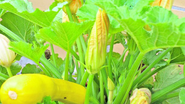 Gartenwettbewerb von hallo Peine: Jetzt wird abgestimmt!