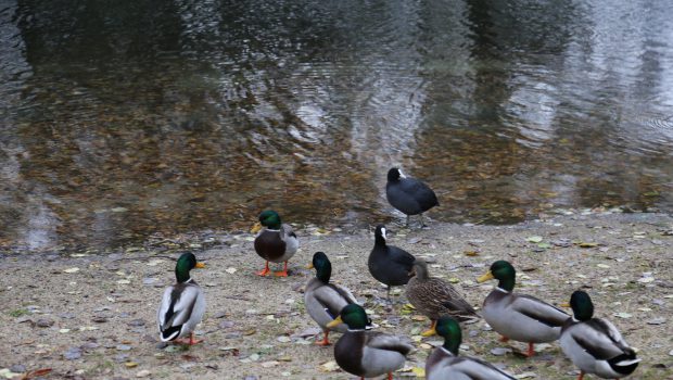 Vogelgrippe im Kreis Peine: Sperrbezirk um den Eixer