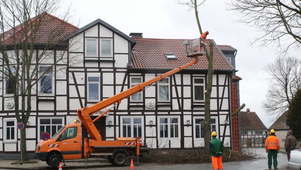 Historische Bäume in Salzgitter-Thiede gefällt