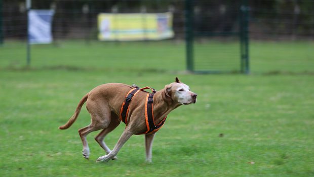 Hunderennen in Salzgitter-Watenstedt