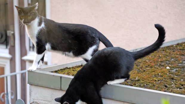 Tierschutzverein ist alarmiert: Viele Katzen in Not auf dem Wilscher Campingplatz