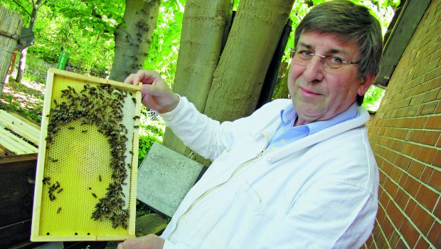 Hobbyimker aus dem Raum Peine weiß, was Bienen wollen
