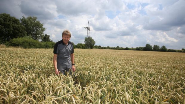 Trotz Wetterkapriolen  gute Aussichten für die Ernte