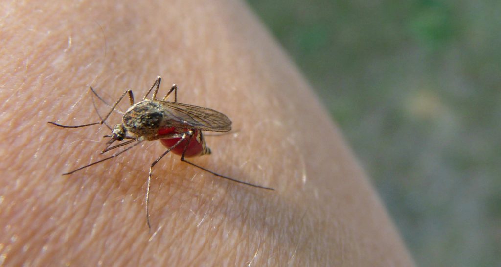 Landkreis Gifhorn Zahl der Mücken hält sich noch in Grenzen Hallo