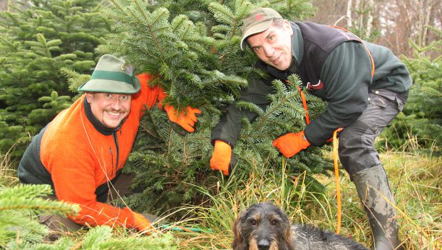 Traditionelles Weihnachtsbaumschlagen in Salzgitter