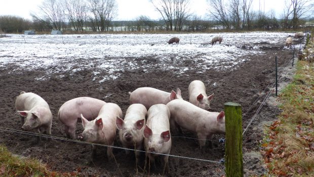 Gifhorner Landwirte: Angst vor Schweinpest-Virus