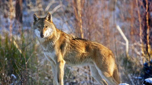 In Niedersachsen leben mehr Wölfe – Aber kein Populationsanstieg im Kreis Gifhorn
