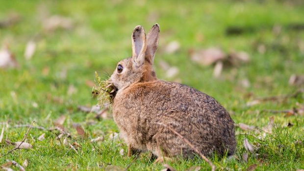China-Seuche und Kaninchenpest: In Wolfsburg sterben reihenweise Kaninchen