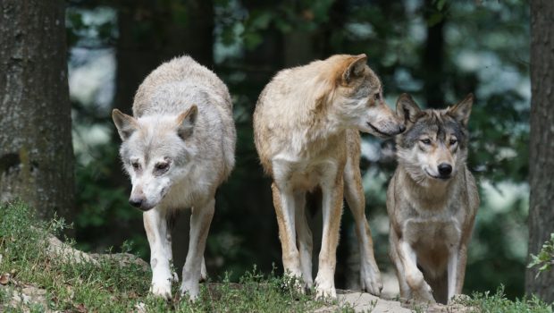 Zwei tote Lämmer in Grußendorf: Es war ein Wolf