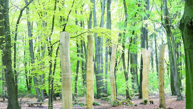Gräber am Baum: Wolfsburg bekommt neuen Friedhof