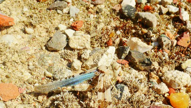 Seltene Heuschreckenart in Wolfsburg entdeckt