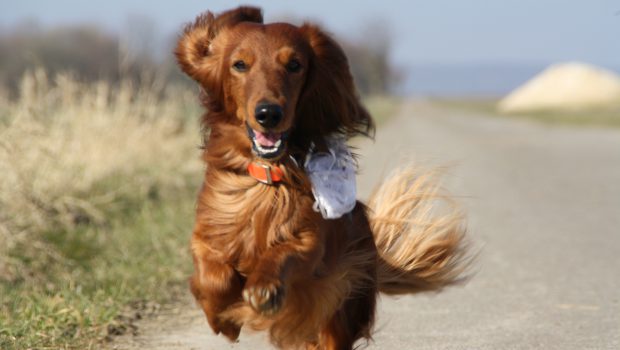 Zwei Tage „Mein Hund“ im Schloss Oelber