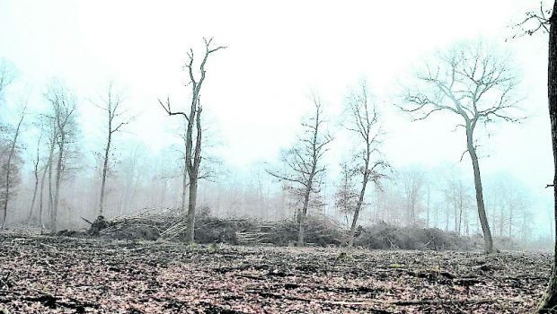Abholzung im Meerdorfer Holz: Klage gegen den Landkreis Peine