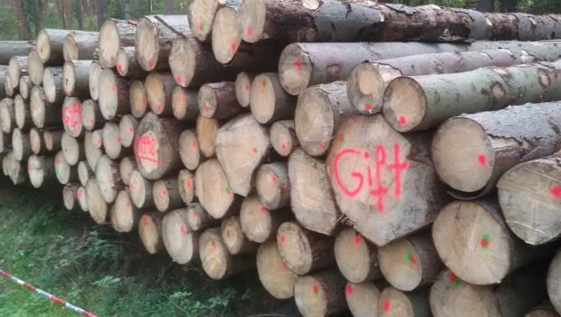 „Gift“-Holz liegt in Gifhorns Wäldern: Grund ist die Borkenkäfer-Bekämpfung