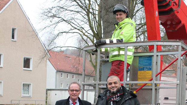 Baumpflege im großen Stil in Salzgitter-Bad