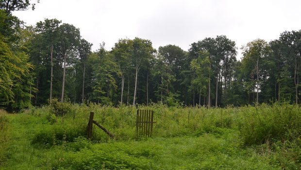 Naturschätze in der Samtgemeinde Baddeckenstedt