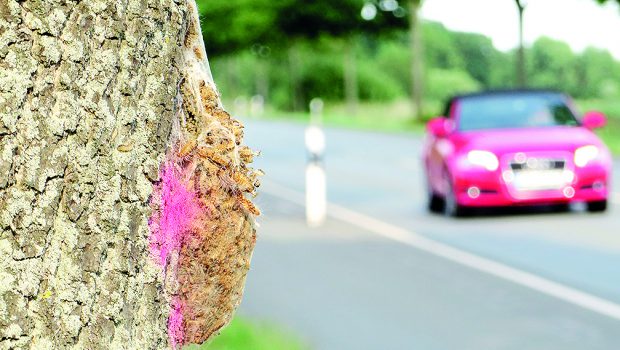 Eichenprozessionsspinner: Bekämpfung in und um Brome aus der Luft