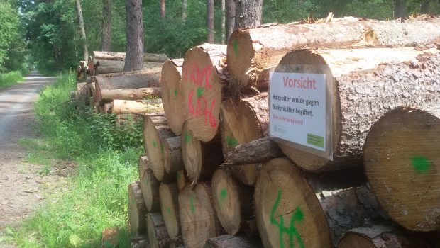 Gifhorner Eyßelforst: Borkenkäfer vernichteten schon 50 Bäume