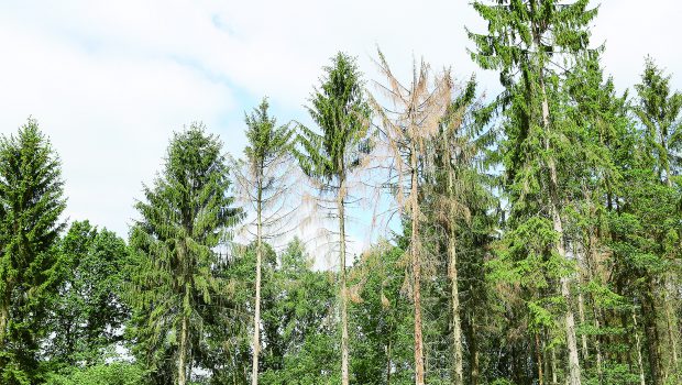 Förster schlagen Alarm: Nicht nur die Fichte ist die große Verliererin