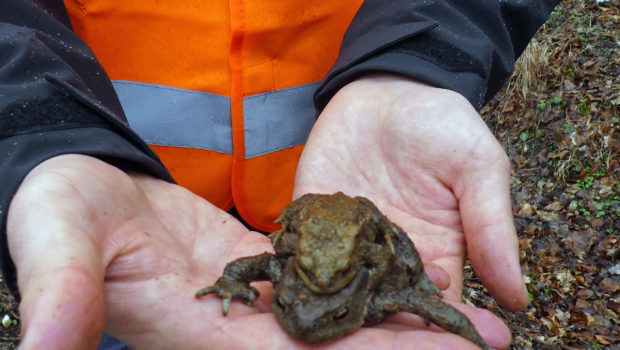 Salzgitter sucht Helfer ​für die Amphibienwanderung